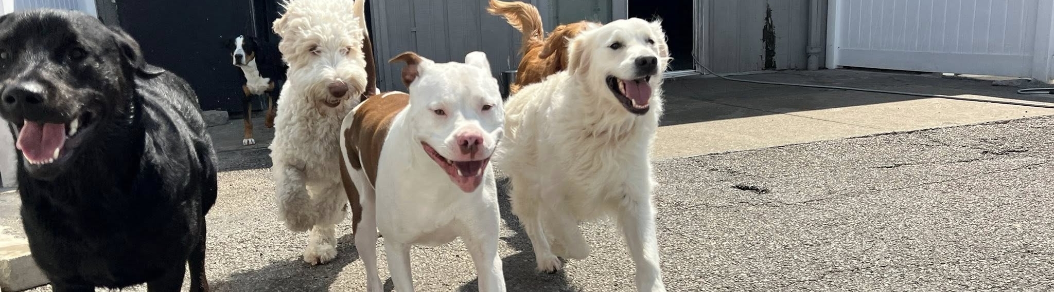 diamondkennels